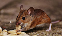 Find Exterminators in Trinity County
